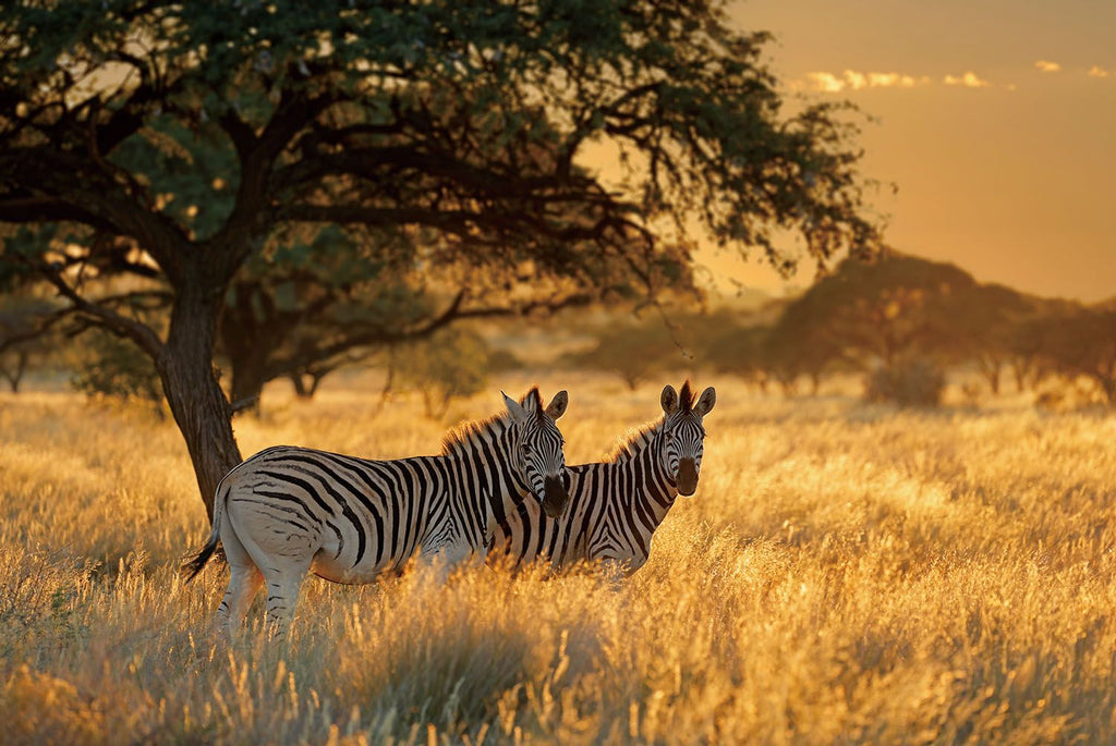 Glasschilderij Zebra`s in de natuur - 120x80 cm