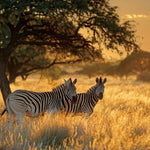 Glasschilderij Zebra`s in de natuur - 120x80 cm