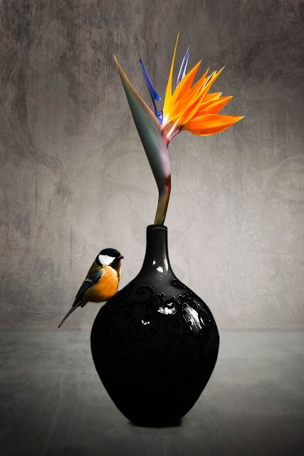 Glasschilderij Koolmeesje vogel op zwarte vaas 80x120 cm