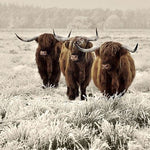 Glasschilderij 3 schotse hooglanders winter landschap 120x80 cm