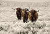 Glasschilderij 3 schotse hooglanders winter landschap 120x80 cm